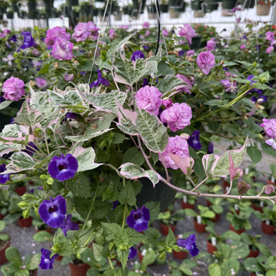 Combo 5 Shade Basket