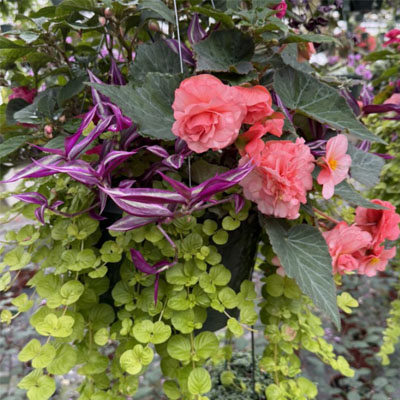 Shade Basket Combo 8