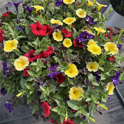 Sun Hanging Basket Combo 1