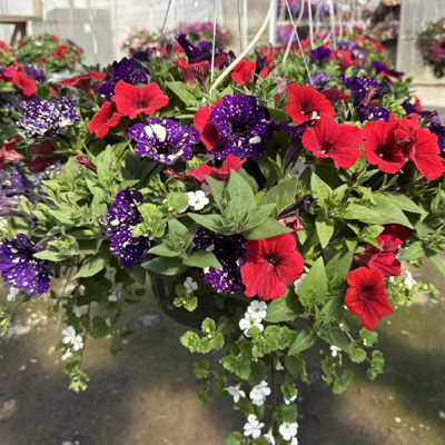 Sun Hanging Basket Combo 2