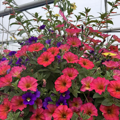 Sun Hanging Basket Combo 3