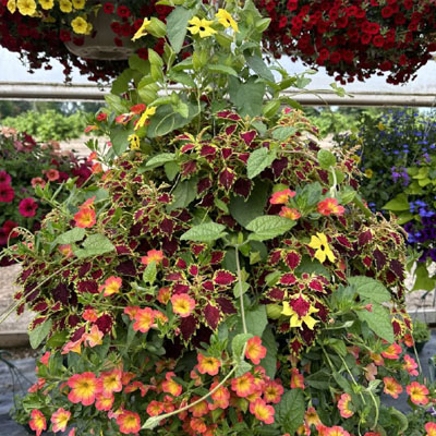 Sun Hanging Basket Combo 4