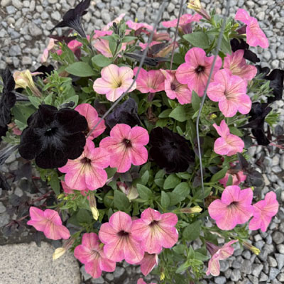 Sun Hanging Basket Combo 5
