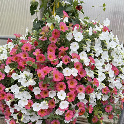 Sun Hanging Basket Combo 6