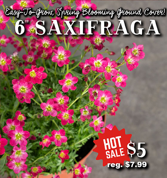 Saxifraga
