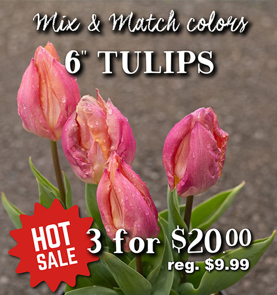 Tulips - Hot Sale