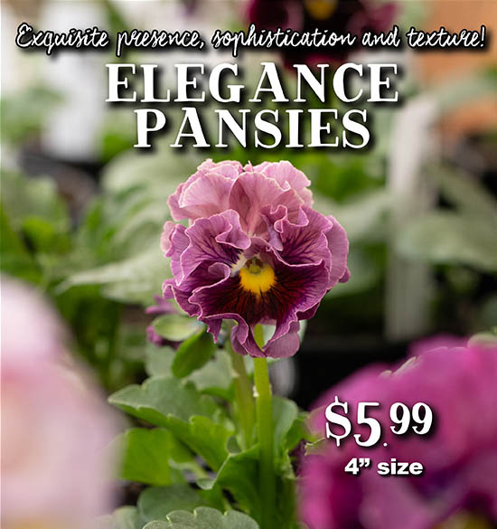Elegance Pansies
