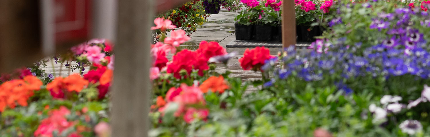 Plant like a Pro: Proven Winners Designer Combos