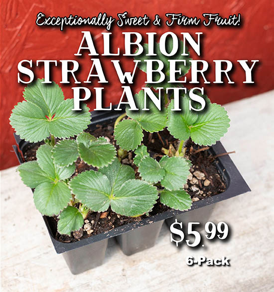 Albion Strawberry Plants