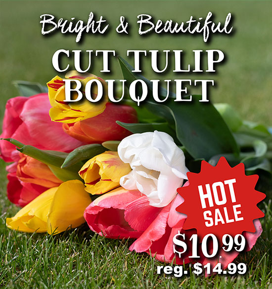 Cut Tulip Bouquet - Hot Sale