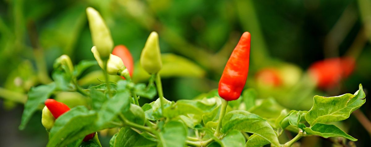 Choosing Peppers