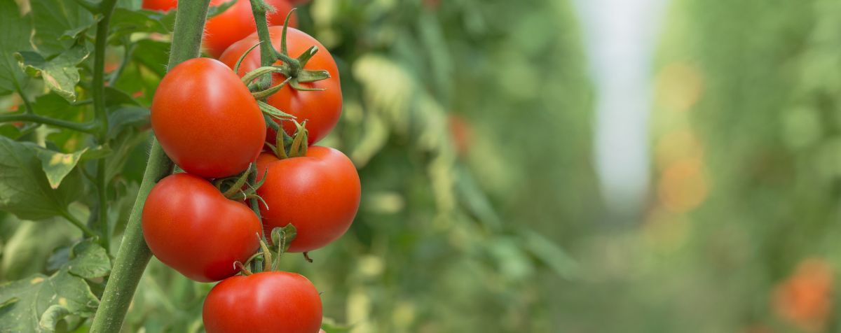 Choosing Tomatoes