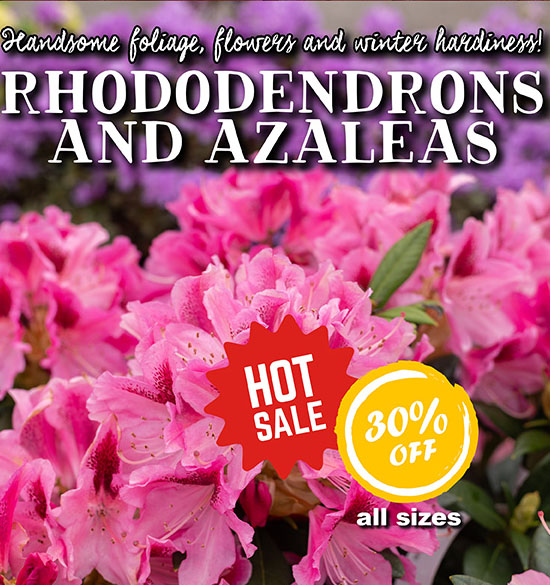 Rhododendrons & Azaleas
