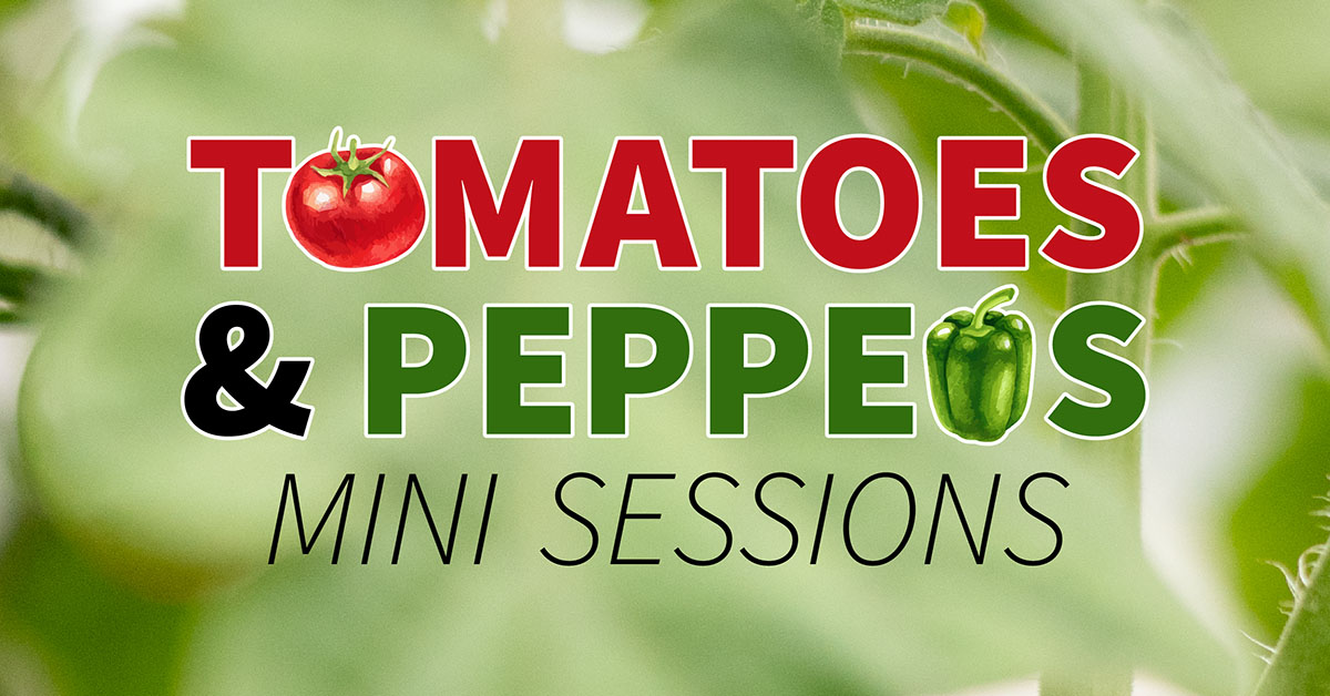Tomatoes & Peppers Mini Sessions