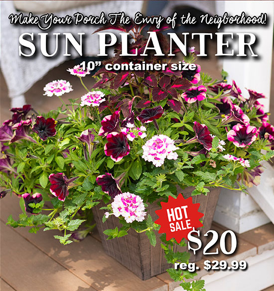 Sun Planter