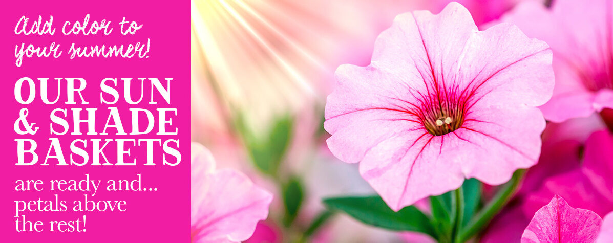 Flower Baskets
