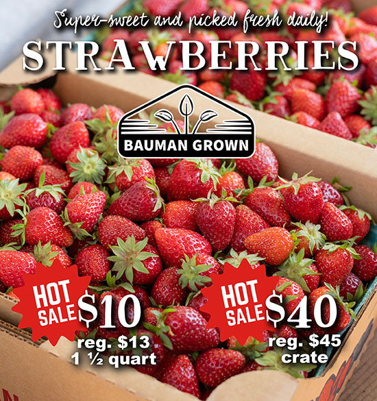 Strawberries - Hot Sale