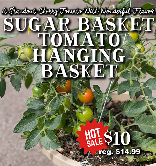Sugar Basket Tomato Hanging Basket - Hot Sale