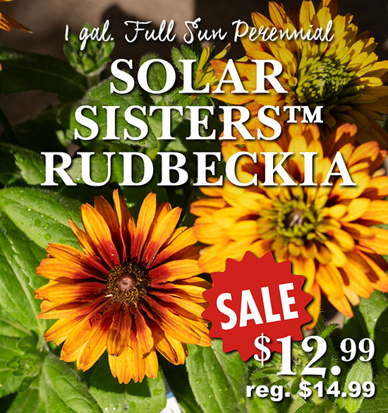 Perennial - Solar Sisters Rudbeckia - Sale