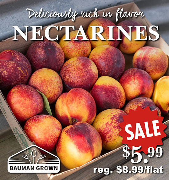 Nectarines