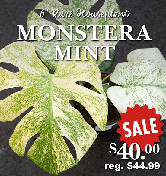 Rare Houseplant - Monstera Mint - SALE