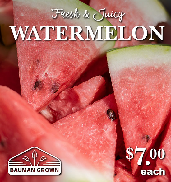 Fresh Watermelon on sale