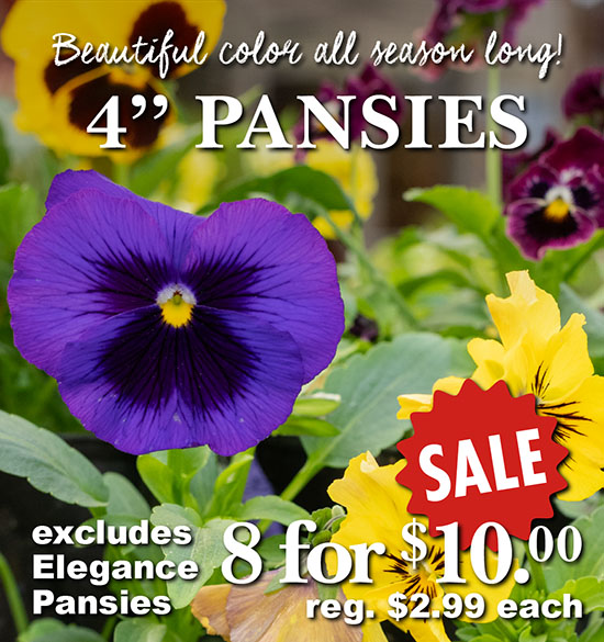 4" Pansies On Sale