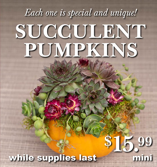Succulent Pumpkins