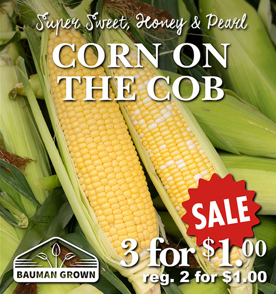 Corn on the Cob