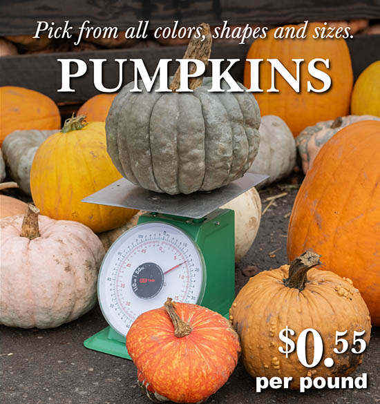 Pumpkins for Sale